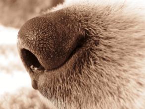 dognose