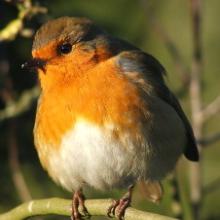 robin